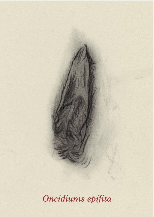 orquis1